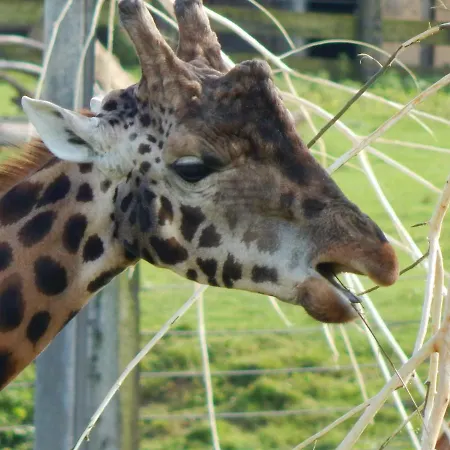 Holiday park Flamingo Land - Maple Grove Mg32